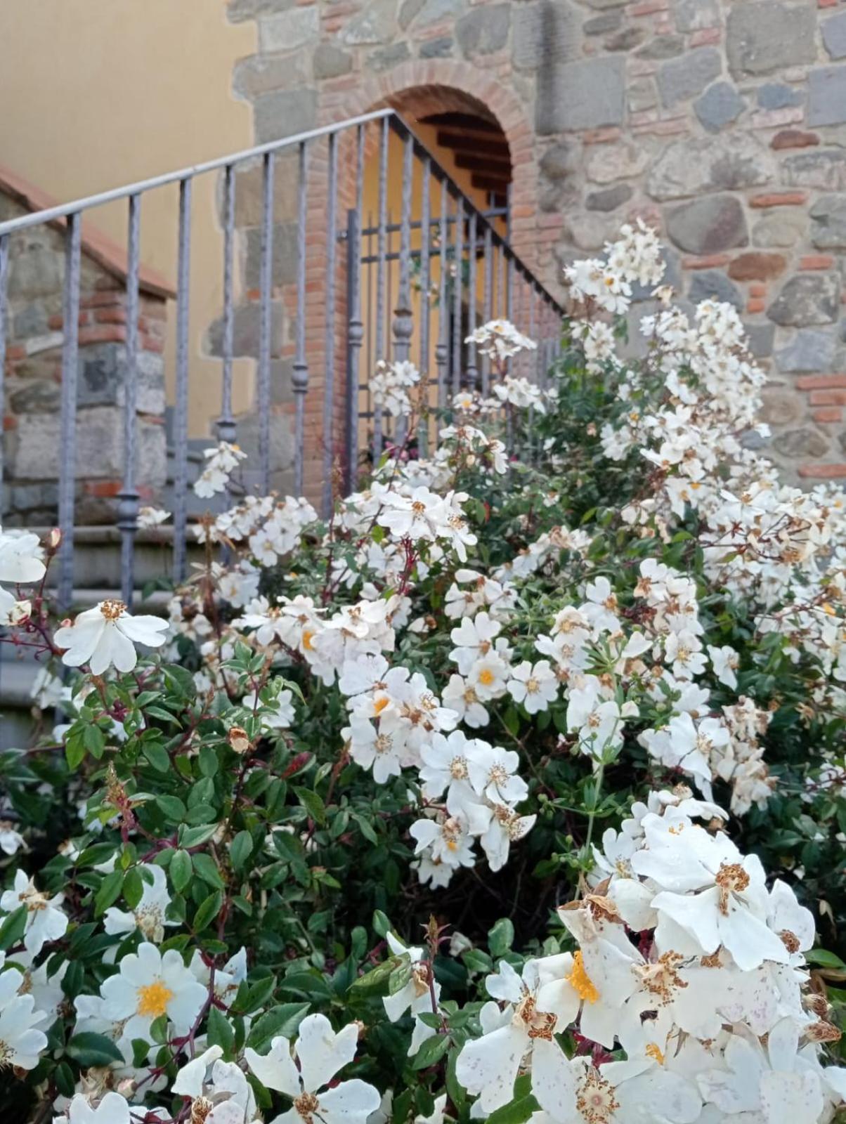 Appartamento Olivella Reggello Esterno foto